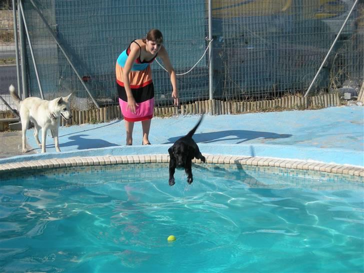 Blanding af racer Aiah - Den tennisbold henter jeg!!!! billede 4