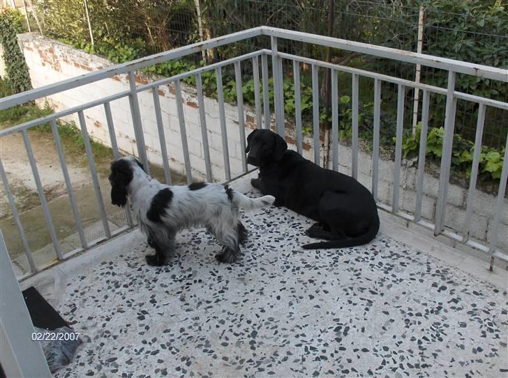 Blanding af racer Aiah - Afslapning på balkonen i Athen billede 5