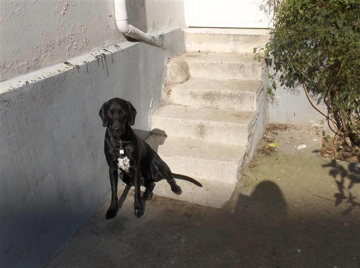 Blanding af racer Aiah - Aiah i haven i Athen i januar 2007, kort efter vi flyttede derned. billede 6