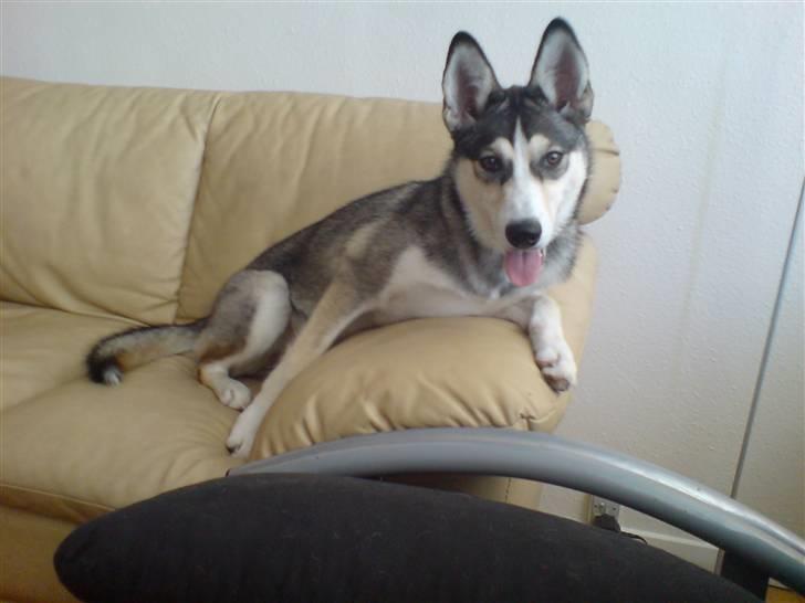 Siberian husky Nadine - Se jeg måtte være i sofaen (: billede 1