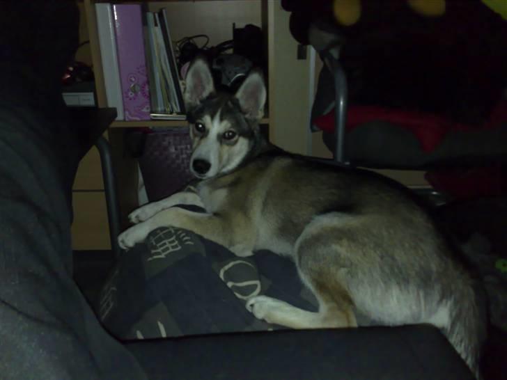 Siberian husky Nadine - sækkepuden er faktisk rigtig rar at ligge i billede 2