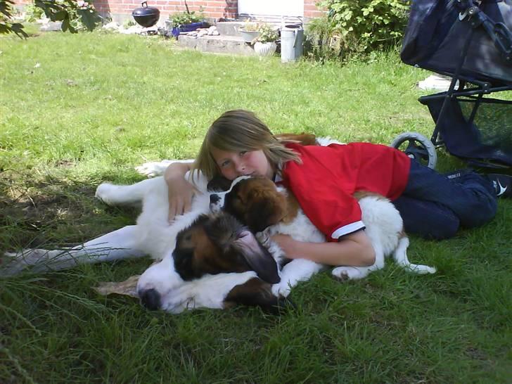Sankt bernhardshund Bertha - Patrick og hundene hviler sig i haven 23 juni07 billede 11