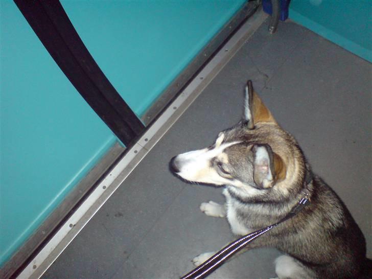 Siberian husky Nadine - her sidder jeg lige så fint i toget og venter på at vi skal af og til træning billede 3