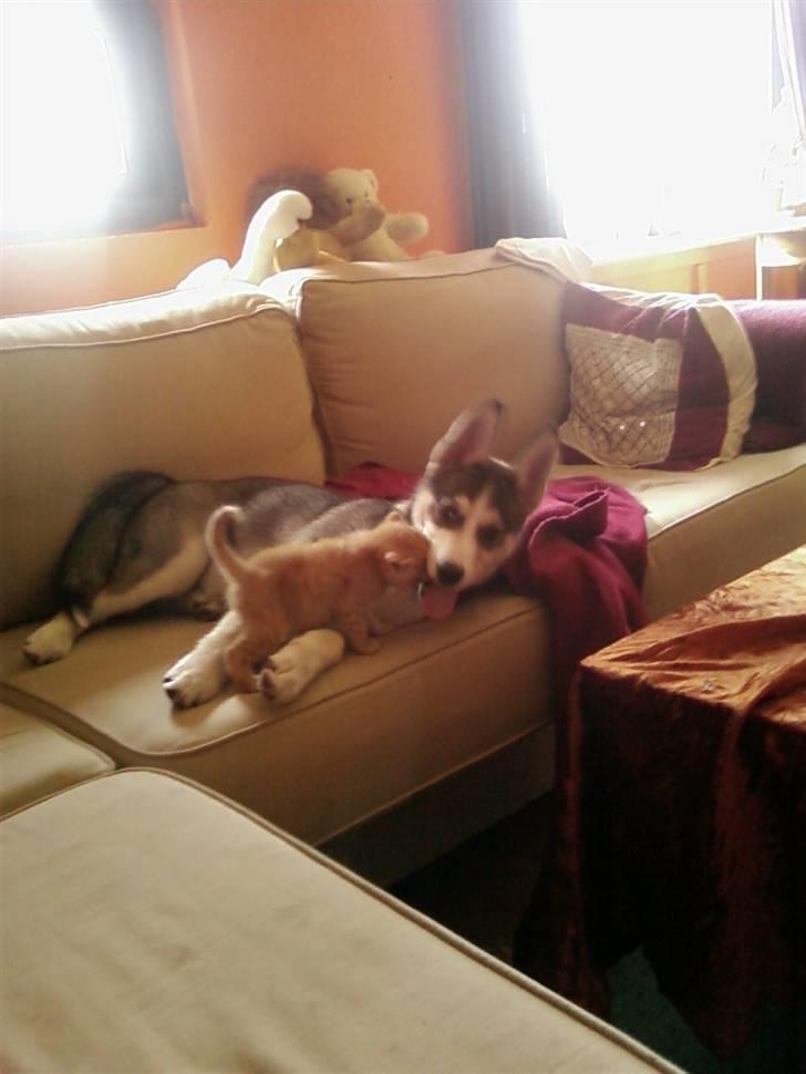 Siberian husky Nadine - det her er min mormor´s nye killing - katte er faktisk ikke så slemme billede 4