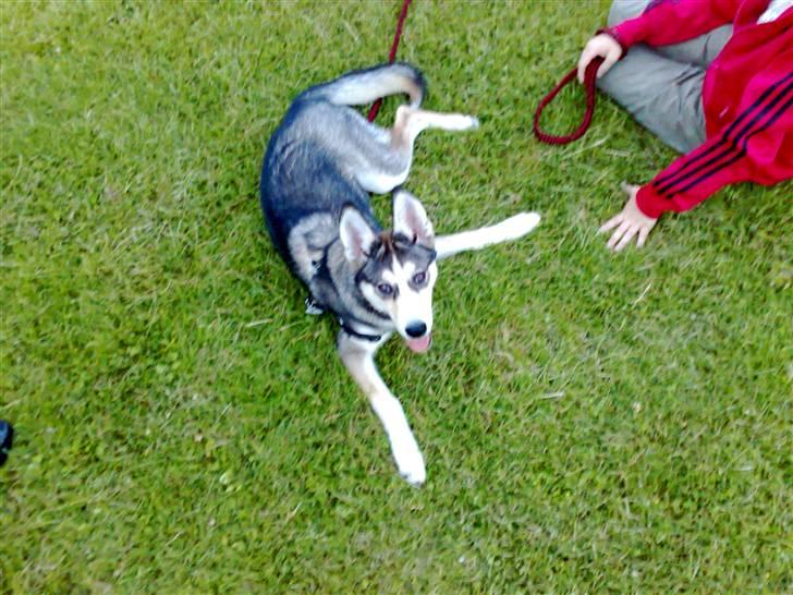 Siberian husky Nadine - se mig mor, se mig lige billede 6