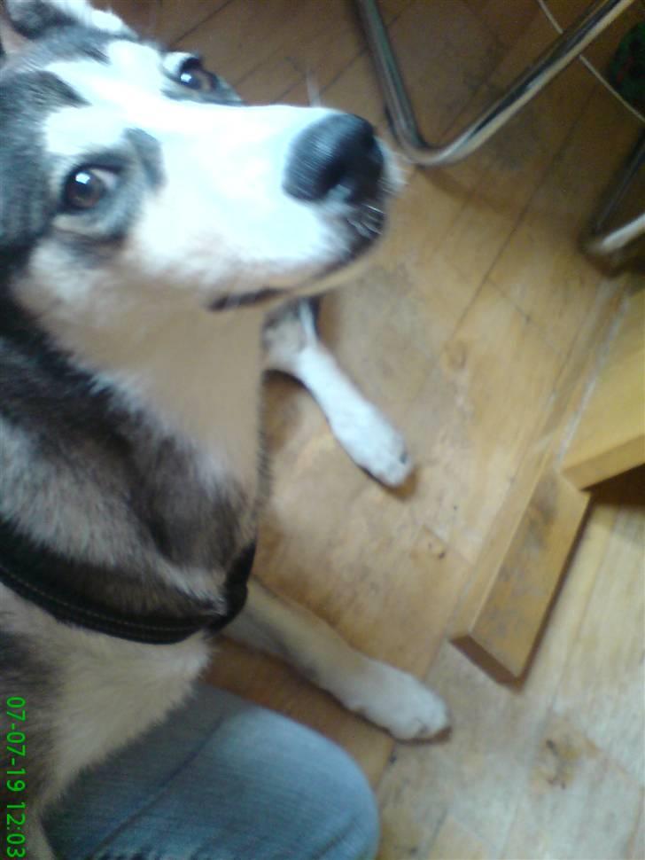 Siberian husky Nadine - jeg kan altså godt se at du tager billeder af mig billede 7