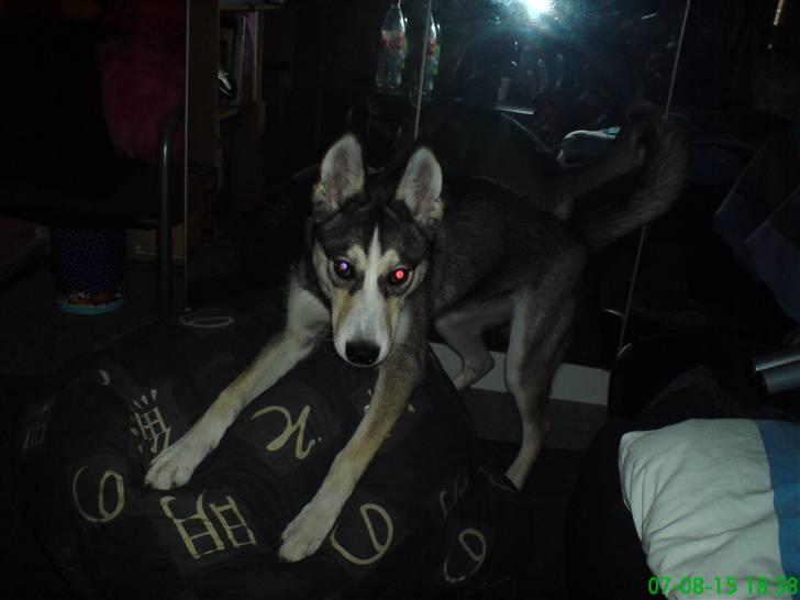 Siberian husky Nadine - Rrr... se hvor farlig jeg kan være billede 8