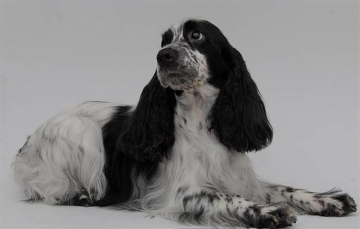 Cocker spaniel Tiah billede 1