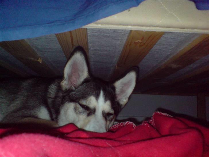 Siberian husky Nadine - Aahh.. det bedste sted at sove er altså under sengen billede 9