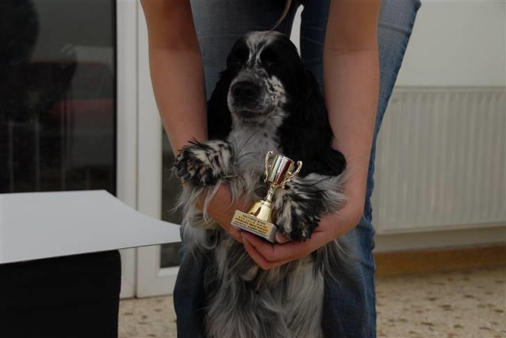 Cocker spaniel Tiah - Tiah med sin allermindste pokal :D billede 4