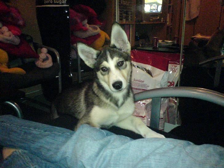 Siberian husky Nadine - har fået at vide at hvis man ligger hoved lidt på skrå så ser man meget sødere ud billede 12