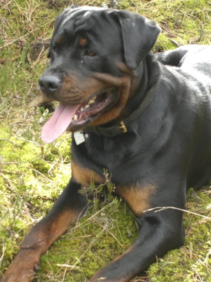 Rottweiler Victor billede 16