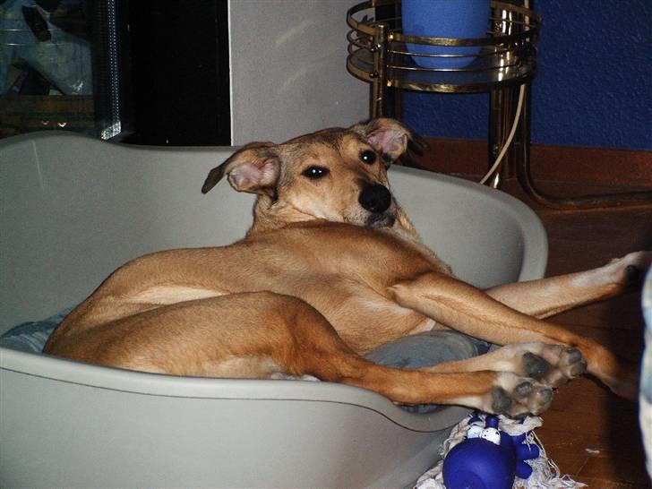 Blanding af racer Coco billede 8