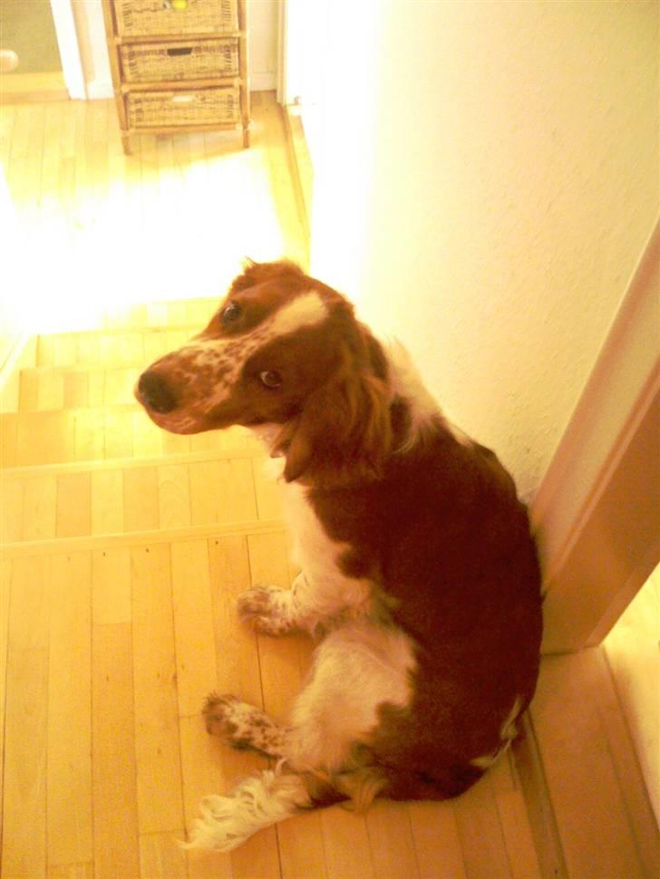 Welsh springer spaniel Simba billede 1