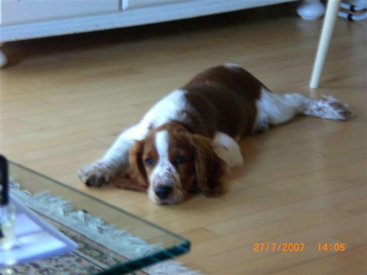 Welsh springer spaniel Simba billede 2