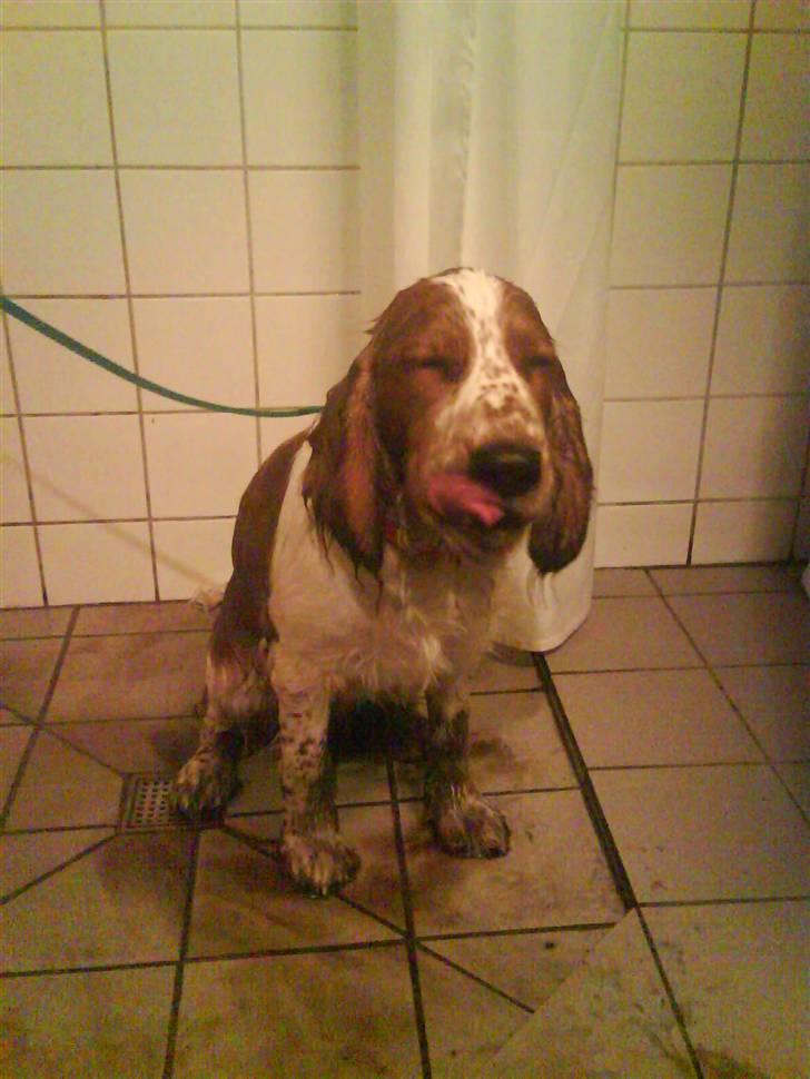 Welsh springer spaniel Simba - Fantastisk at være i bad... eller... billede 3
