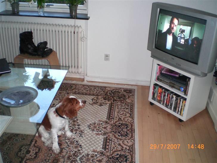 Welsh springer spaniel Simba - Sikkert en masse hunde i tv, eller er det bare en dårlig actionfilm?! billede 4