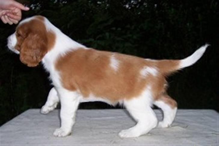 Welsh springer spaniel Simba billede 5