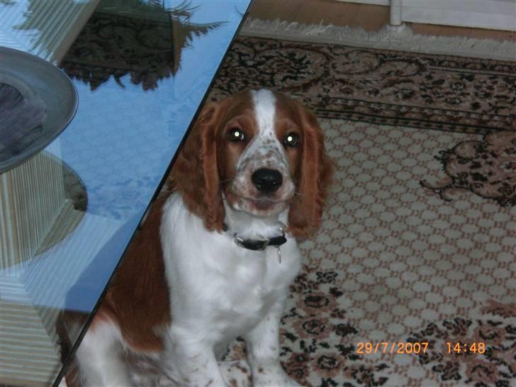 Welsh springer spaniel Simba billede 6