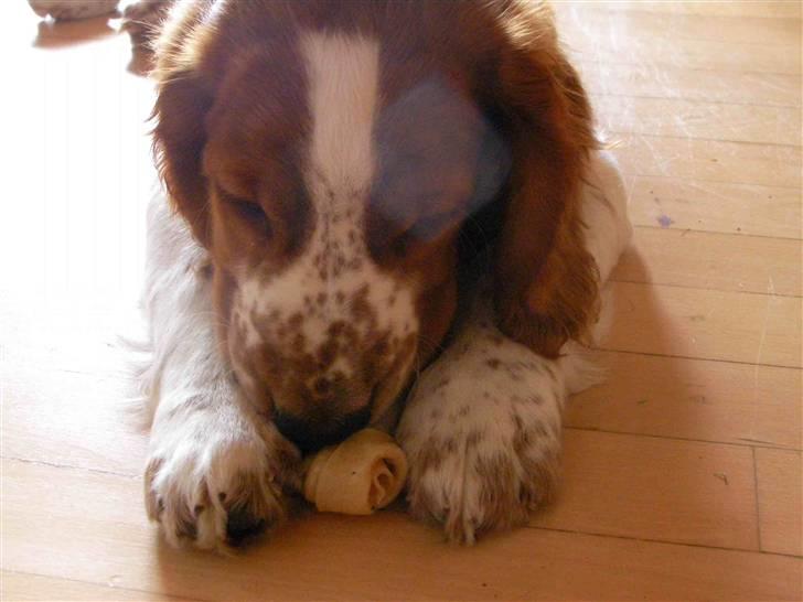 Welsh springer spaniel Simba billede 7