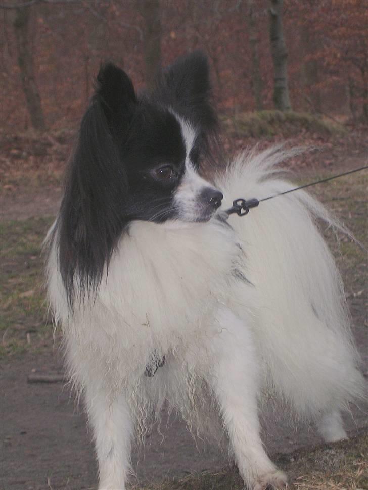 Papillon Balou. billede 14