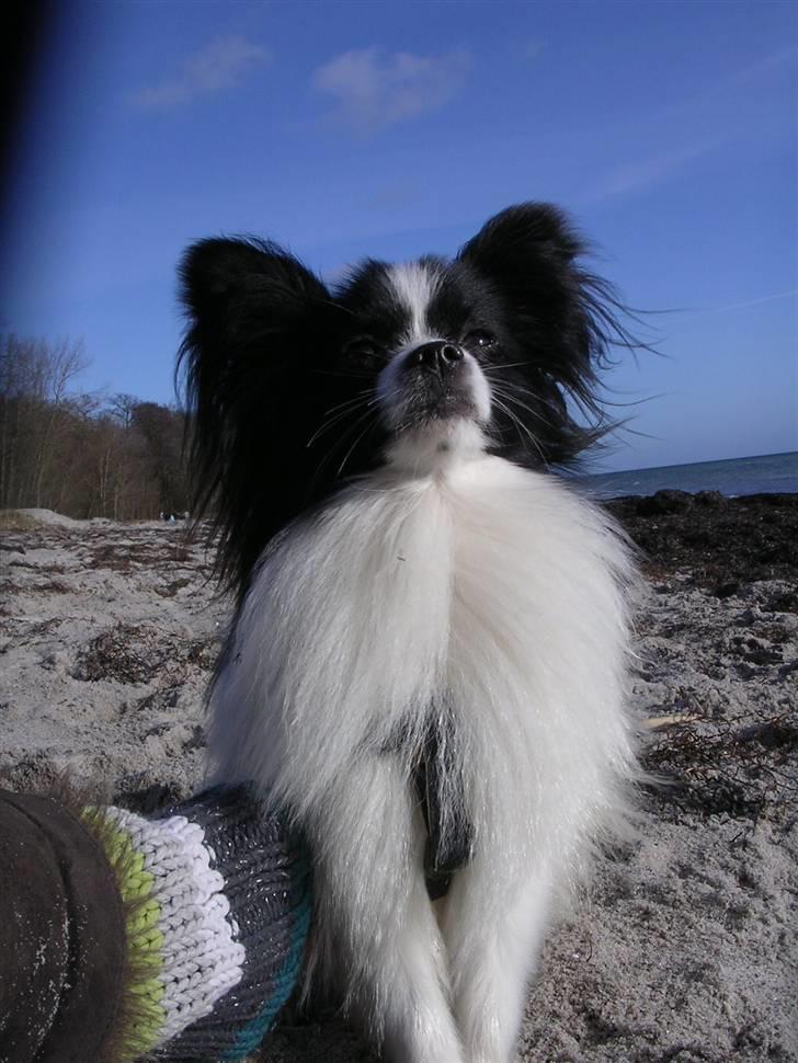 Papillon Balou. billede 15