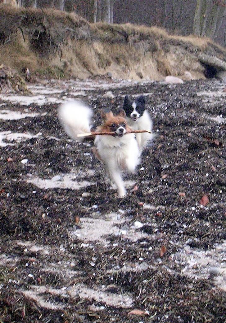 Papillon Balou. billede 16