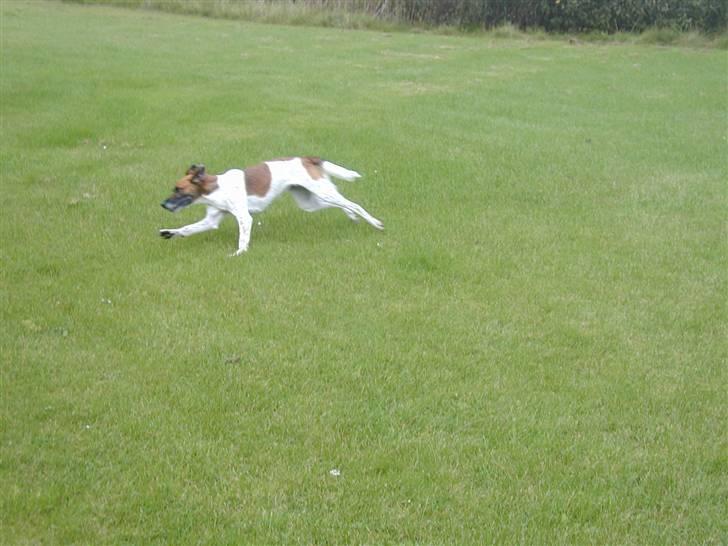 Blanding af racer Rasmine - ´Velkommen til Rasmines profil :D Gi bedømmelse og kommentar (: (L´<33 billede 1