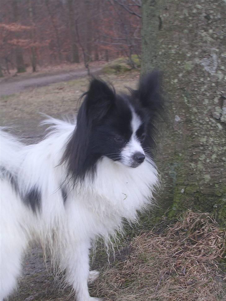 Papillon Balou. billede 18