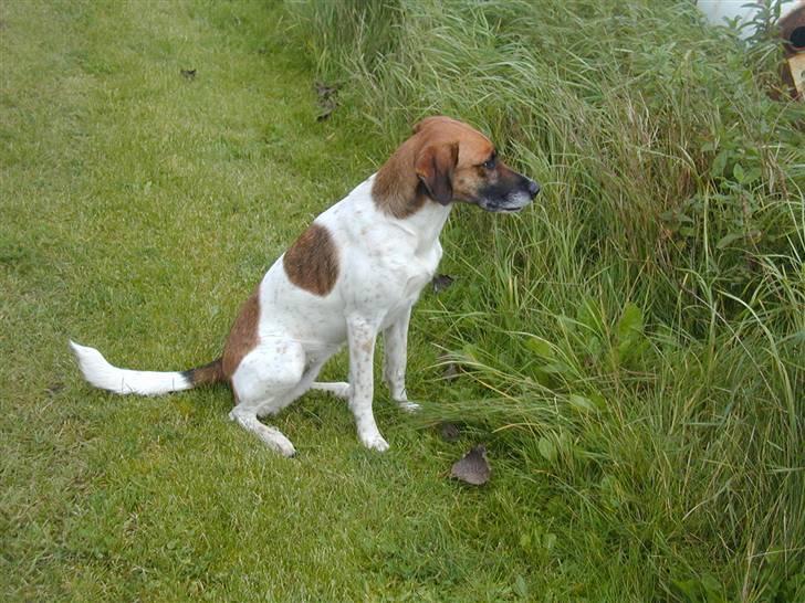 Blanding af racer Rasmine billede 2