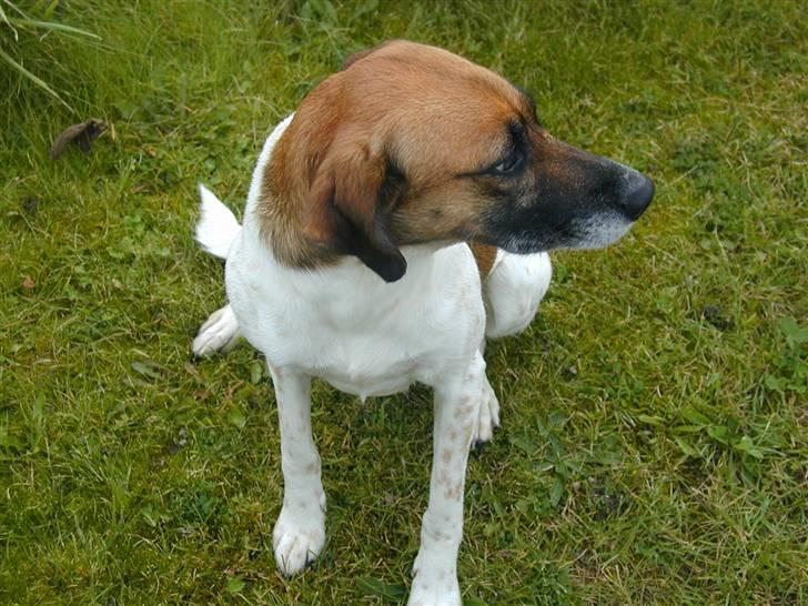 Blanding af racer Rasmine billede 4