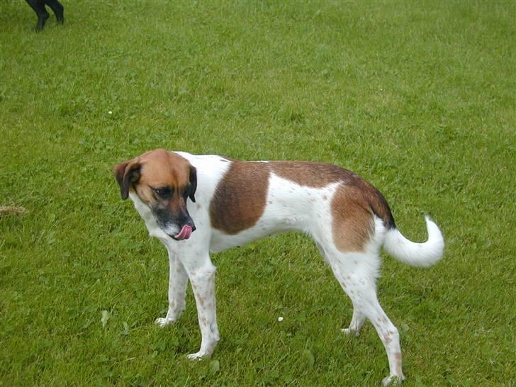 Blanding af racer Rasmine billede 5