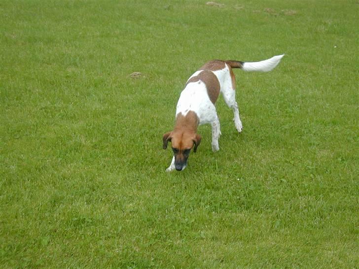 Blanding af racer Rasmine billede 6