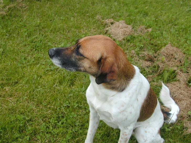 Blanding af racer Rasmine billede 7