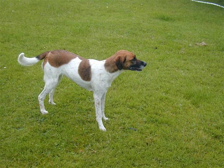 Blanding af racer Rasmine billede 8