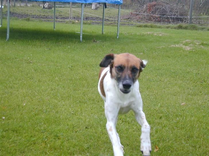 Blanding af racer Rasmine billede 9