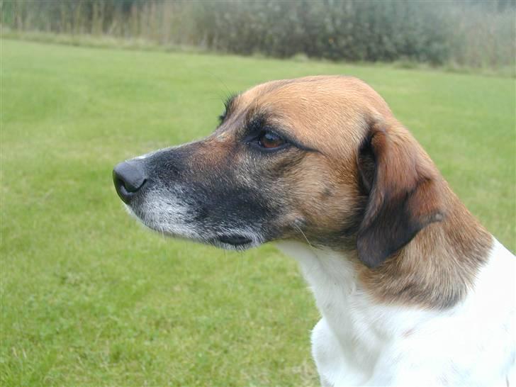 Blanding af racer Rasmine billede 10