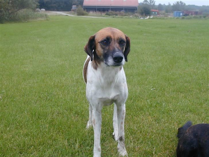 Blanding af racer Rasmine billede 11