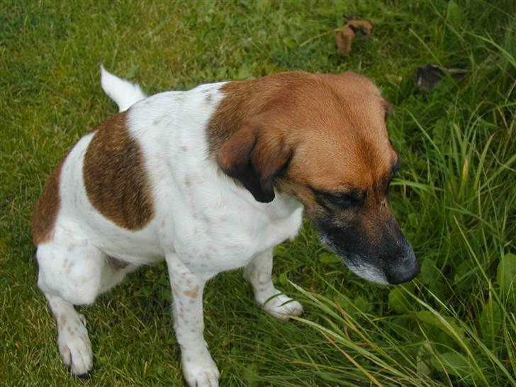 Blanding af racer Rasmine billede 12