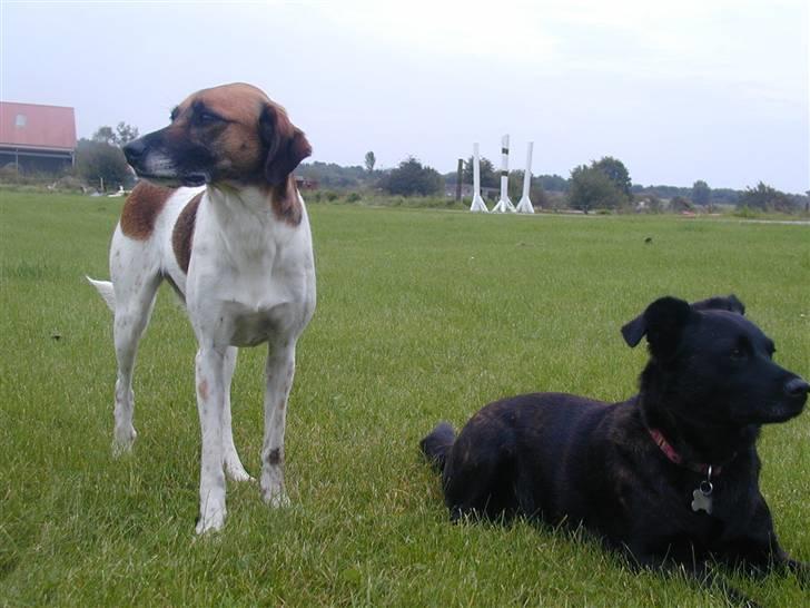 Blanding af racer Rasmine billede 13