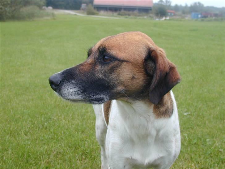 Blanding af racer Rasmine billede 14