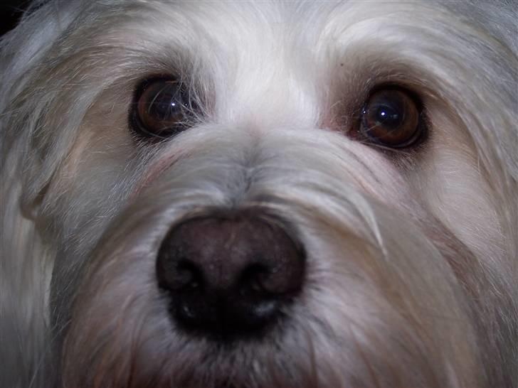 Bichon havanais Chico - Uh lidt tæt på eller hvad? billede 9