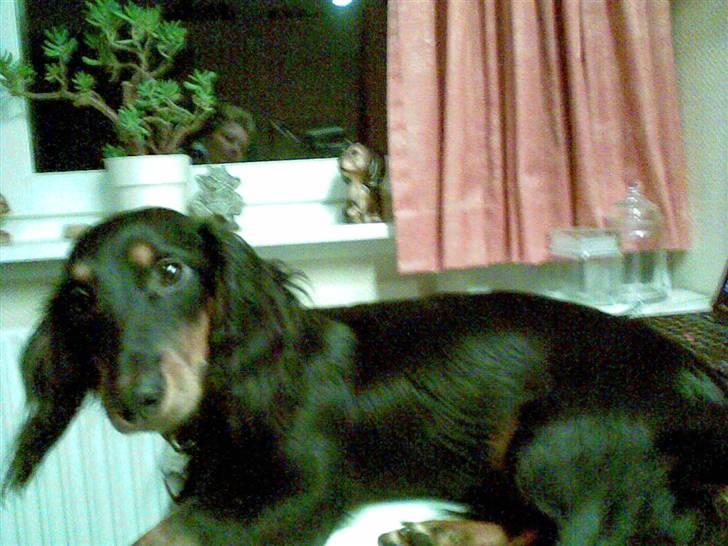 Dværggravhund Oscar - Skønt at slappe af på bordet ved computeren billede 7