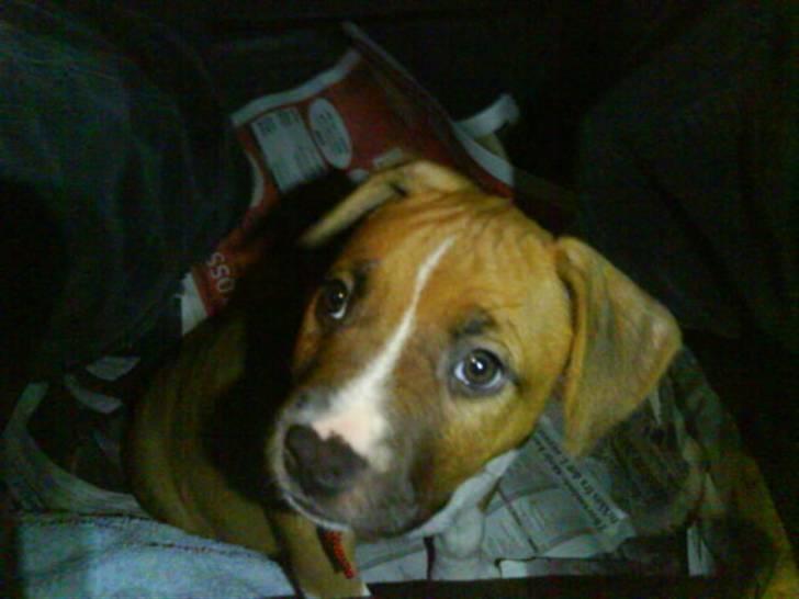 Amerikansk staffordshire terrier Dixie billede 3