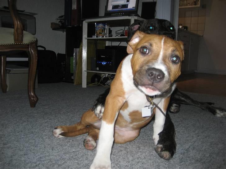 Amerikansk staffordshire terrier Dixie - KUN billeder af mig TAK! billede 4