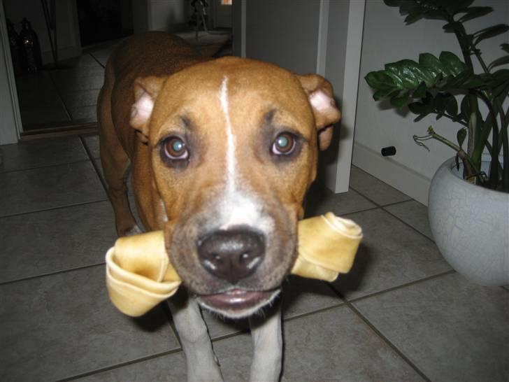 Amerikansk staffordshire terrier Dixie billede 5