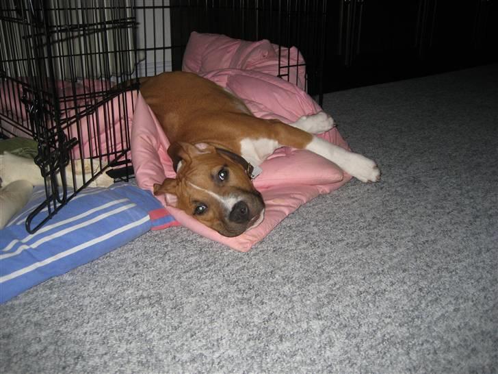 Amerikansk staffordshire terrier Dixie - jeg elsker min hule billede 6