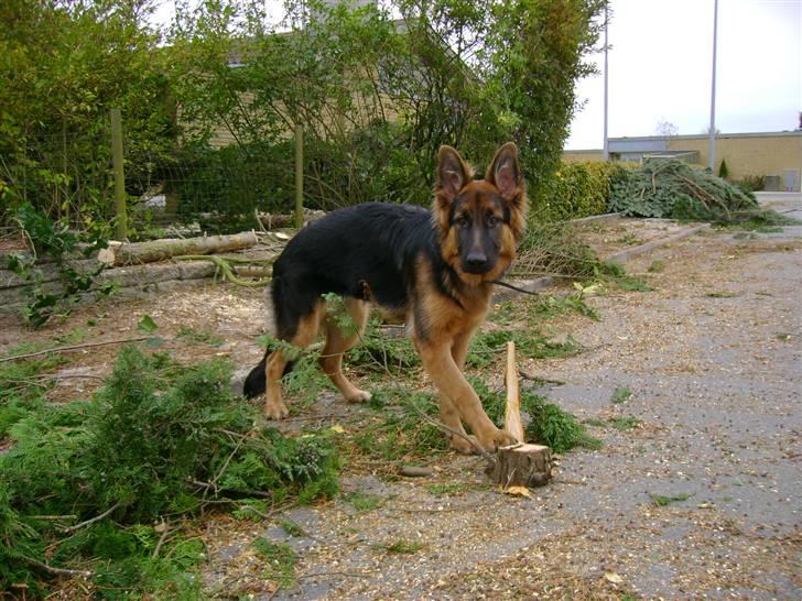 Schæferhund Chica - 7 mdr og hjælper med at fælde træer billede 6