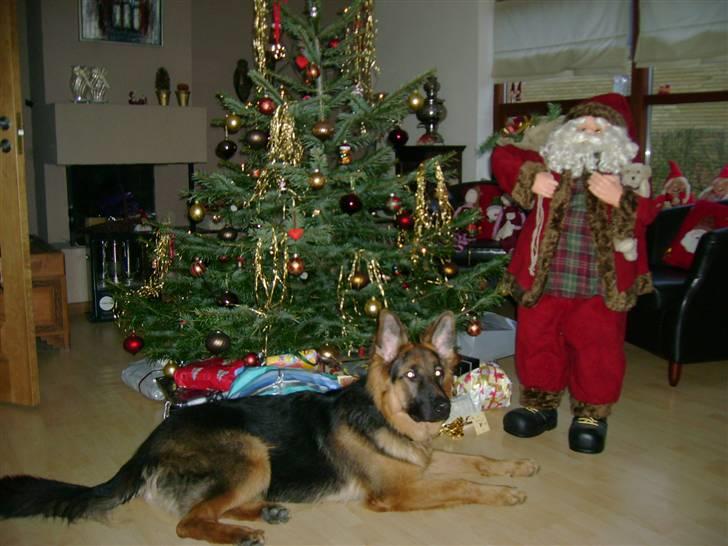 Schæferhund Chica - smukke Chica er klar til juleaften billede 7