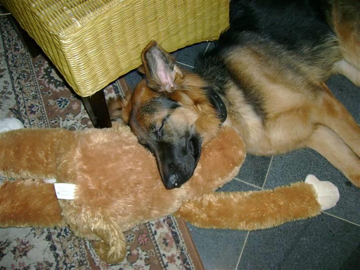 Schæferhund Chica - 9 mdr, og sover med sin abe billede 8